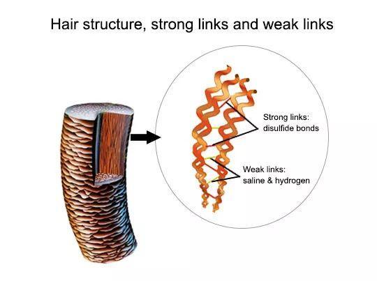头发的结构